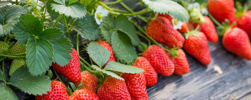 草莓成熟的季节