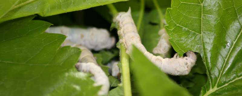 一条蚕从孵出来到吐丝结茧要吃掉桑叶多少千克