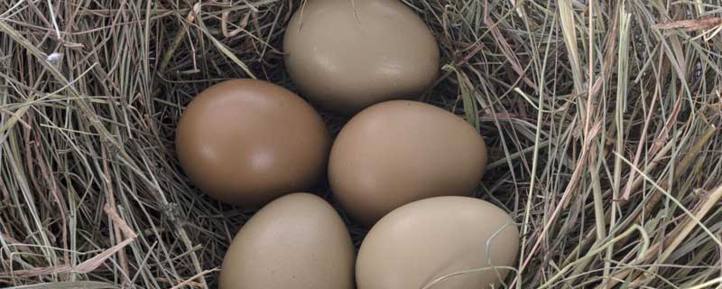 野鸡蛋多少天能孵化出来