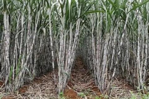 甘蔗的种植时间，注意每个阶段的养护
