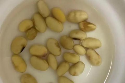 豌豆如何浸泡才能快速发芽，可用温水将种子浸泡至膨胀