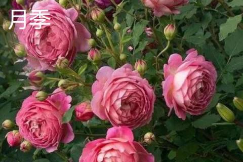 蔷薇和月季的区别，花朵和花期均不同