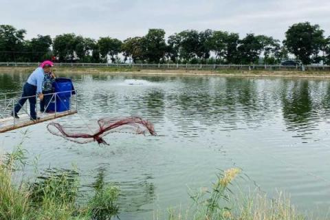 鲈鱼的养殖条件，池塘附近需具备清洁的水源