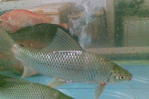 泰国鲮鱼的价格，一般在8-12元一斤