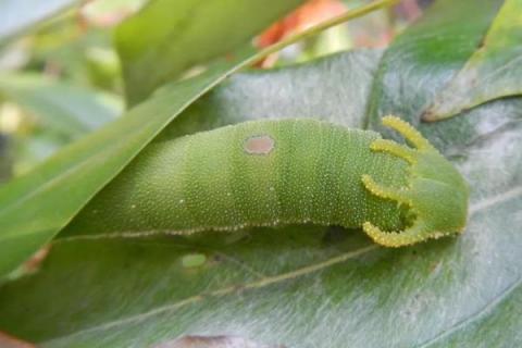 核桃树上的虫子是什么，常见虫子为樗蚕蛾
