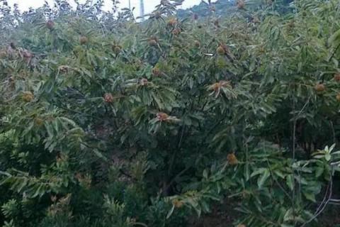 光杆栗子树栽种后为何不发芽，一般是由于留枝过多所导致