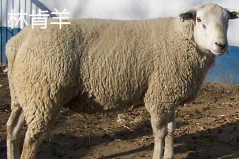 肉用绵羊优质品种，林肯羊在我国云、贵、川等地区的适应性较好