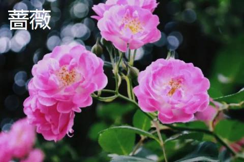 蔷薇和月季的区别，花朵和花期均不同
