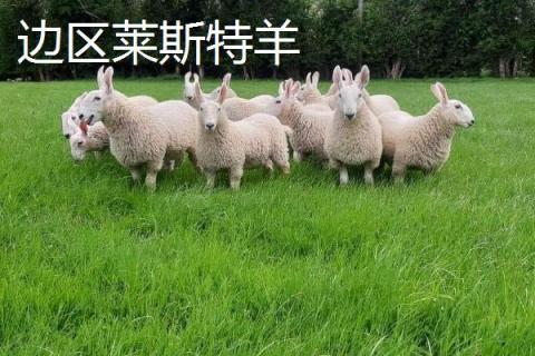 肉用绵羊优质品种，林肯羊在我国云、贵、川等地区的适应性较好