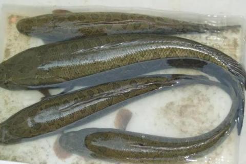 黑鱼为什么不能吃，未煮熟容易感染寄生虫