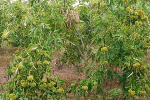光杆栗子树栽种后为何不发芽，一般是由于留枝过多所导致