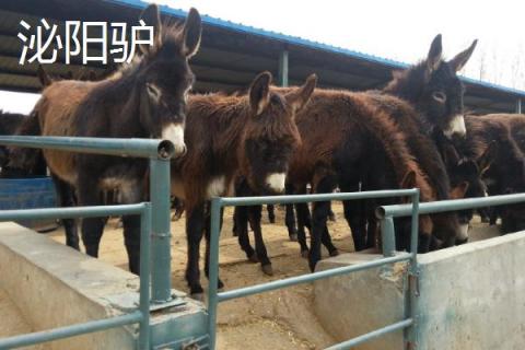 中国有代表性的四大优良驴种，分别为佳米驴、泌阳驴、河西驴、云南驴