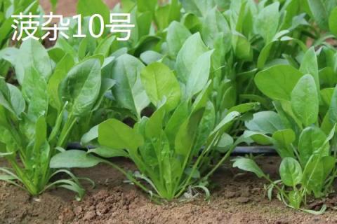 菠菜的适宜种植时间，春菠菜的播种适期为3月份