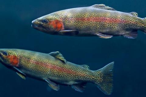 虹鳟鱼的养殖注意事项，对饲料的敏感度很高