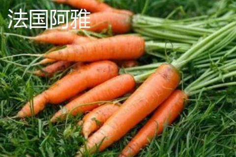 胡萝卜是什么季节的蔬菜，属于秋冬季蔬菜但一年四季可吃到
