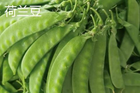 豌豆能保存多久，煮熟后放冰箱冷冻可保存一年