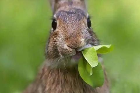 兔子的食物，一般喜食青草