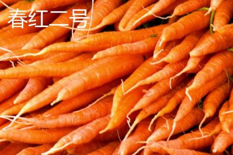 胡萝卜是什么季节的蔬菜，属于秋冬季蔬菜但一年四季可吃到