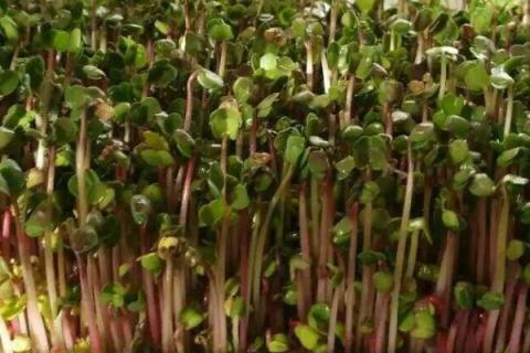 绿豆芽种植技术，选种是培育的第一步