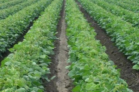 如何提高绿豆产量，首先需选择优质品种