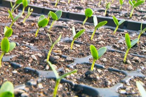 木瓜种植及管理方法，需选择根部完整的幼苗进行定植
