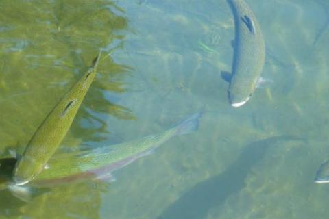 虹鳟鱼的养殖注意事项，对饲料的敏感度很高