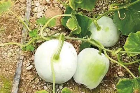 优良的冬瓜品种有哪些，包括一串铃4号、黑将军、早青冬瓜等品种