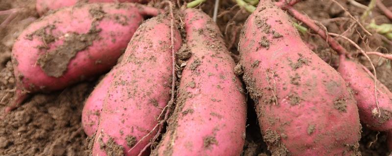 种红薯施什么肥料好，催苗肥可以以粪肥为主