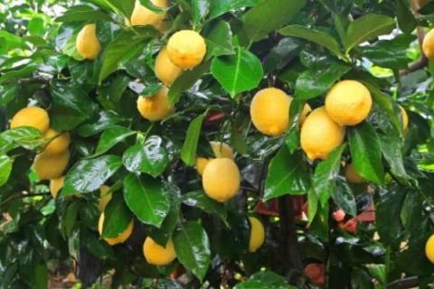 怎么用种子种植柠檬，选取自然成熟的柠檬果实籽