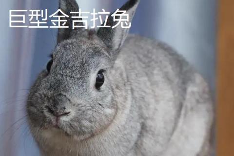巨型兔子品种，主要有大耳白兔、巨型金吉拉兔、巨型安哥拉兔