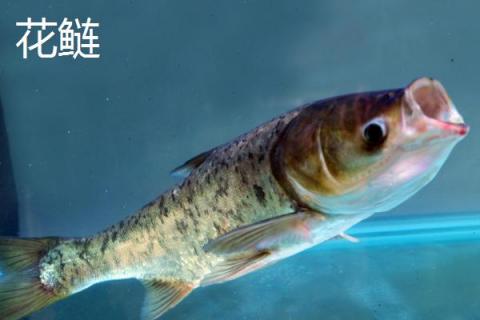 鲢鱼的主要产地，主产于河南、河北、江苏等省份