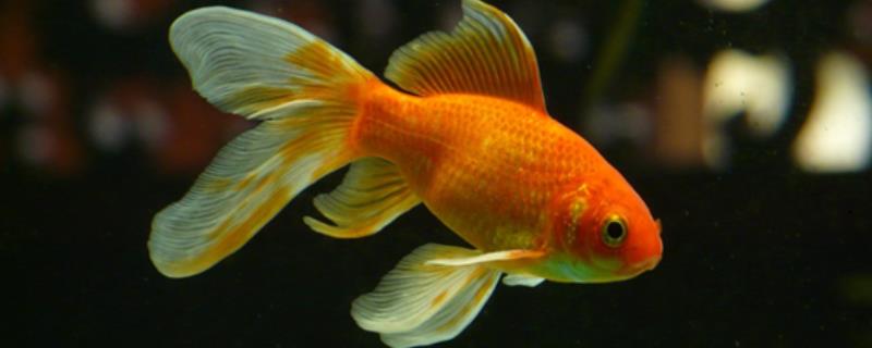 如何区分金鱼的公母，成年后可通过观察腹部区分