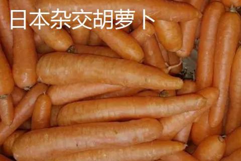 胡萝卜的品种，品种较多各具特色