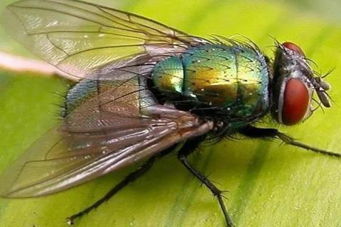 绿头苍蝇介绍，通常是指红头丽蝇、种群遍布世界