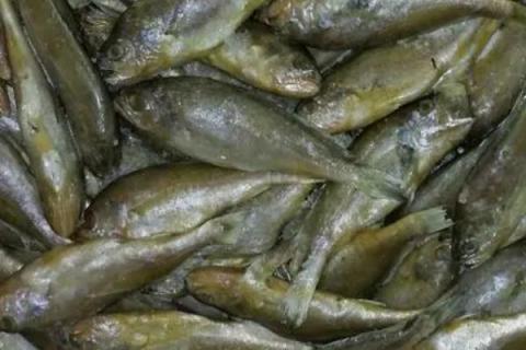 冷冻小黄鱼的价格，会受到地区、季节等条件的影响