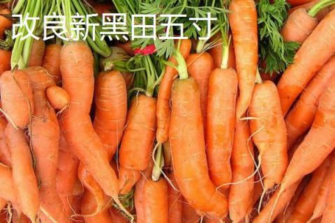 胡萝卜常见的品种，这四种你吃过吗