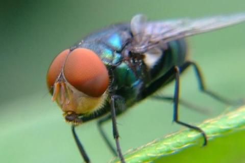 绿头苍蝇介绍，通常是指红头丽蝇、种群遍布世界