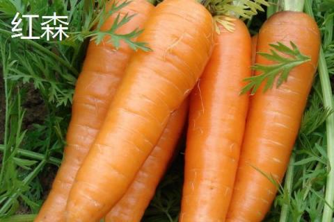胡萝卜常见的品种，这四种你吃过吗