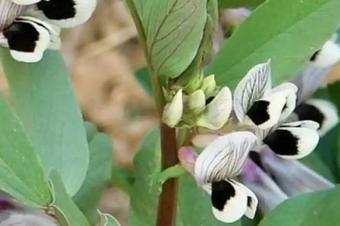 蚕豆的开花时间，通常为4-5月份或7-8月份