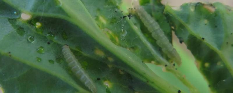 花椰菜有哪些虫害，包括蚜虫、菜粉蝶、小菜蛾等种类