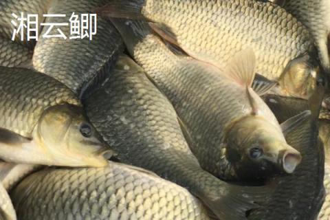 鲫鱼的种类介绍，品种众多分布于我国各地的江河