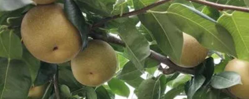 糖度最高的梨品种，不同的品种风味也大有不同