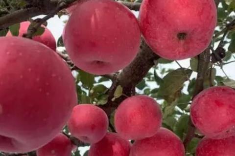 大凉山丑苹果有几个品种，主要有嘎啦、红将军、红富士这3个品种