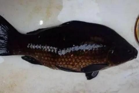 黑鲫鱼的产地，在中国仅见于额尔齐斯河流域