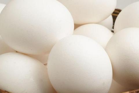 狼山鸡蛋的颜色，会产出梅红色的蛋