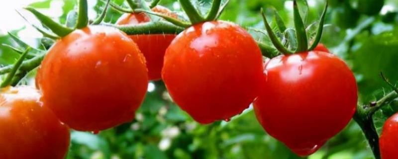 秋季西红柿烂果的原因及防治措施，找准原因针对性防治