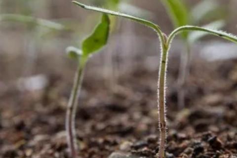 夏天对茄子追肥要注意什么，偏施氮肥容易影响到产量和品质