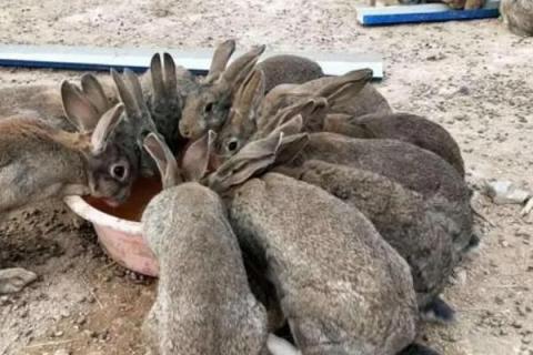 农村养殖思麻兔的前景，市场需求大、目前来看具有不错的潜力