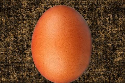 狼山鸡蛋的颜色，会产出梅红色的蛋
