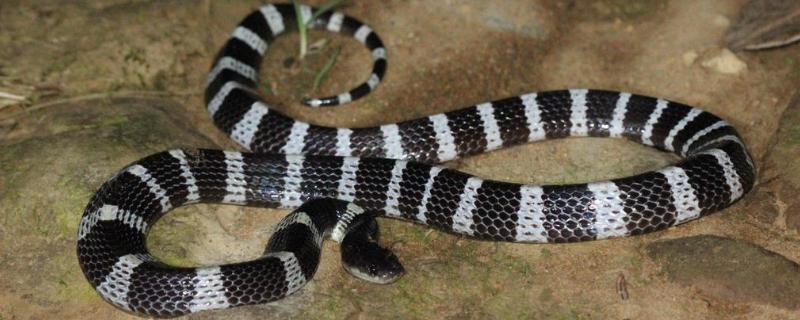 银环蛇有毒吗，是我国南方特有的一个毒蛇品种